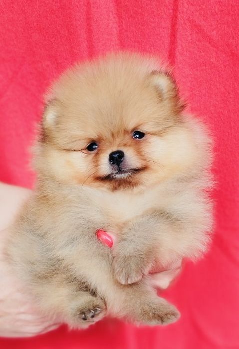 Чистокръвни Померани