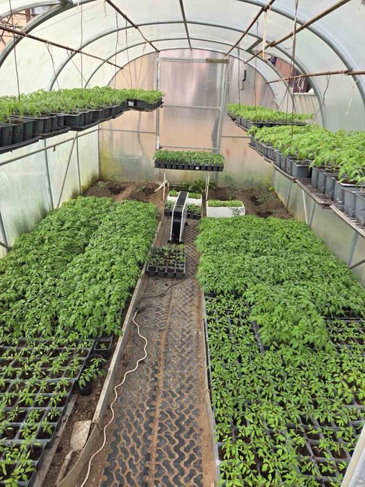 Разсад домати Нови Искър