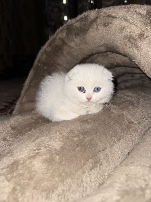 Mushuk sotiladi, SCOTTISH FOLD