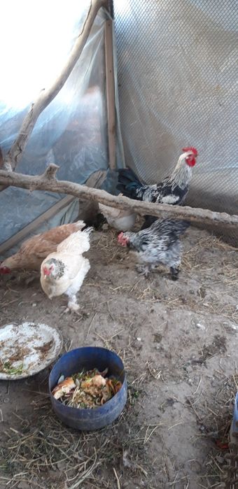 Brama Tovuqlar Soltiladi Soglom tugishni boshlagan