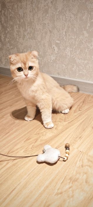 Золотая шиншилла фолд. .