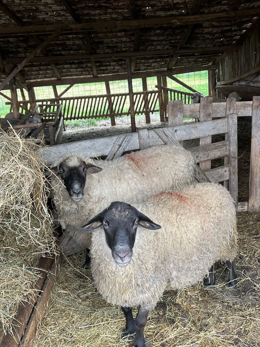 De vanzare doi berbeci un suffolk si un cap negru german