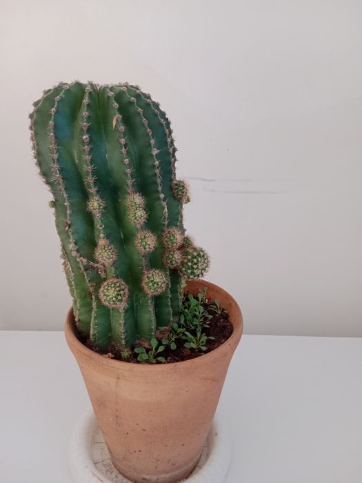 Продам цветы.Цены от 500 и выше.