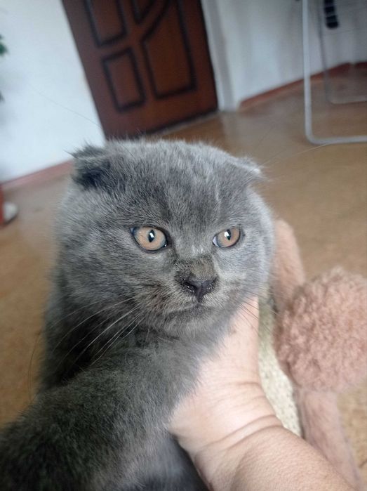 Продается мальчик скотиш фолд
