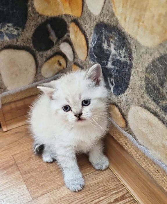 Котята ШотЛанДскиЕ  и коТики ПряМоуХие