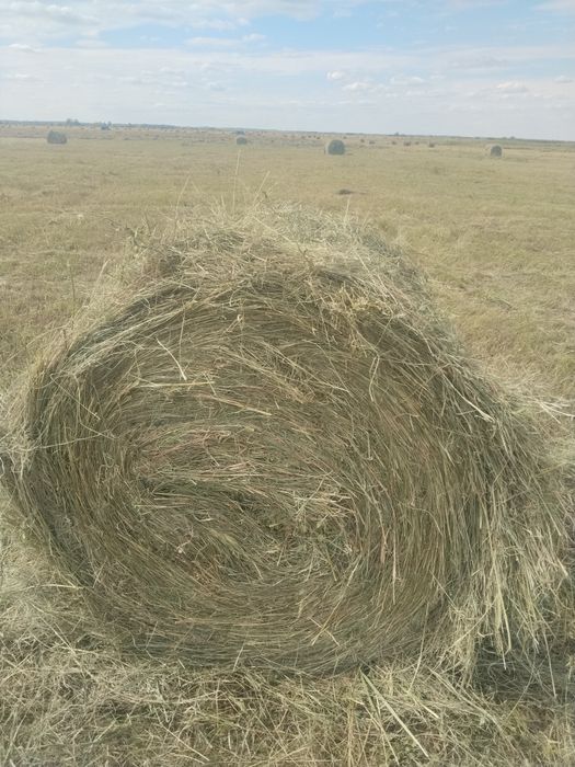 Сено разнотравье,луговое,рулон