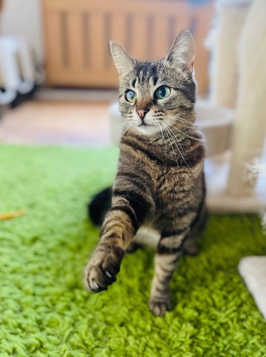 Котета за осиновяване