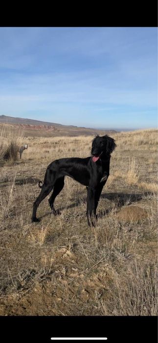 продам или обмен щенят тазы