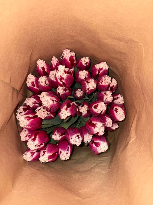 Тюльпаны оптом и в розницу