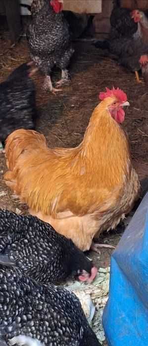 Vand familie Orpington galben