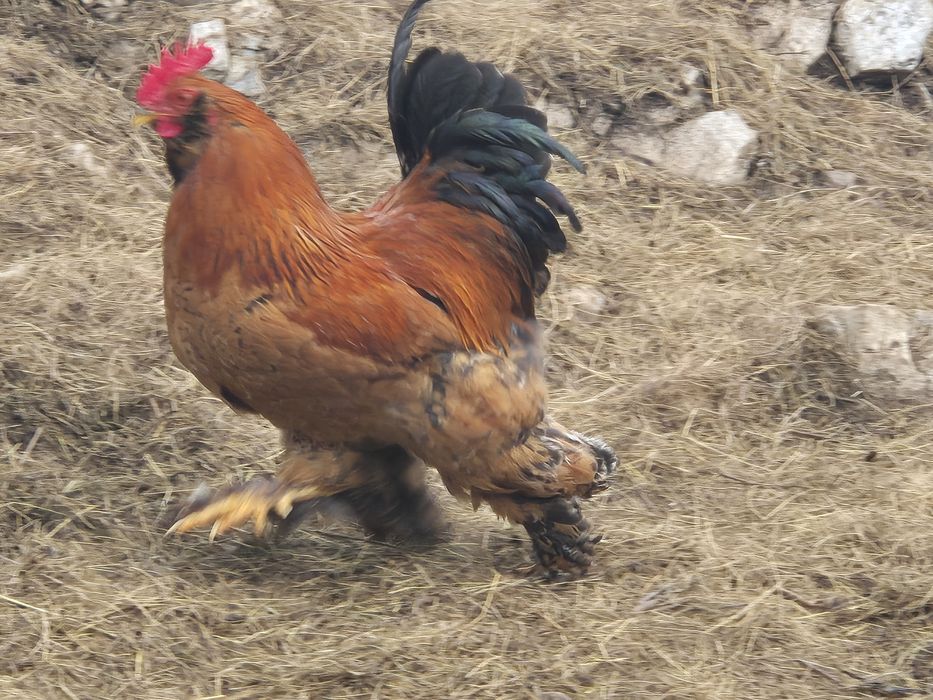 Cocoși  tineri 2025