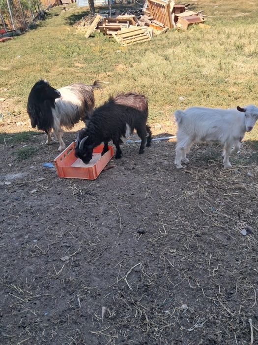 Capre Si un Țap