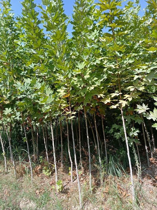 Слива писсарди чинар