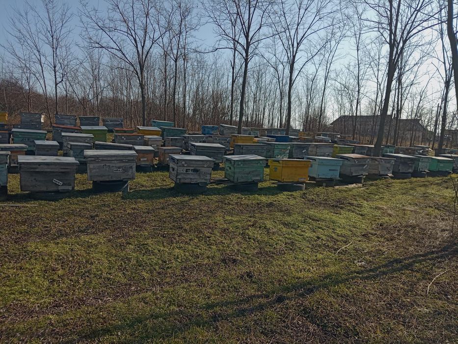 Vând 200 familii albine sau schimb cu tractor