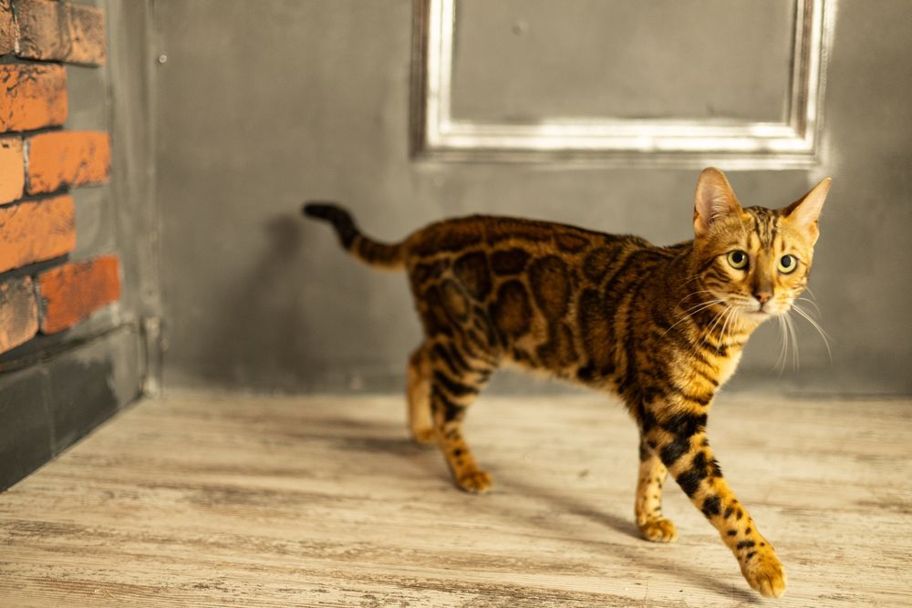 Кошка породы Бенгал