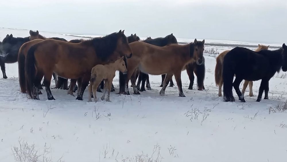 Қазақы жабы жылқы сатылады