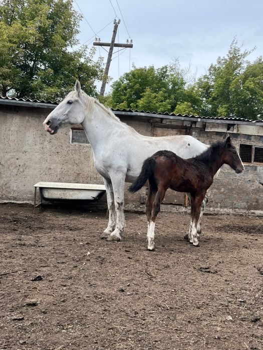 Продаю кобылу срочно