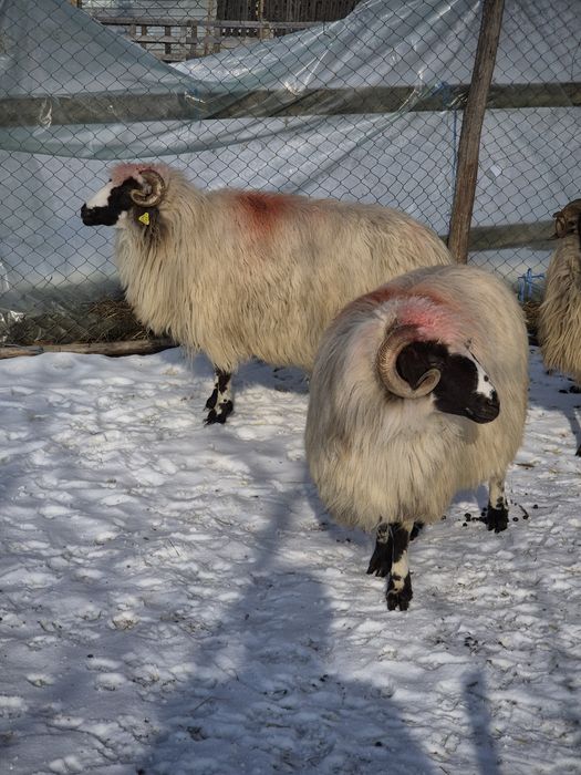 Vand  doua oi  breze