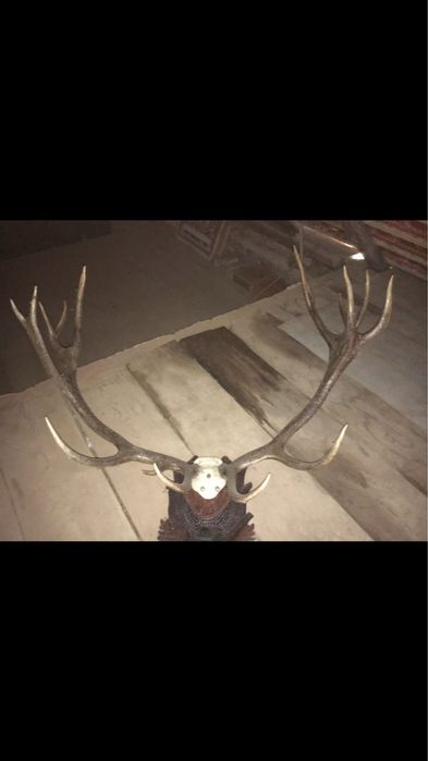 Vand trofeu cerb cu panoplie