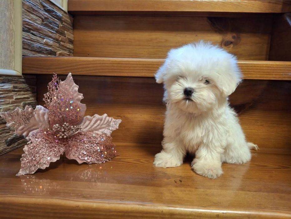 Bichon maltez mini toy