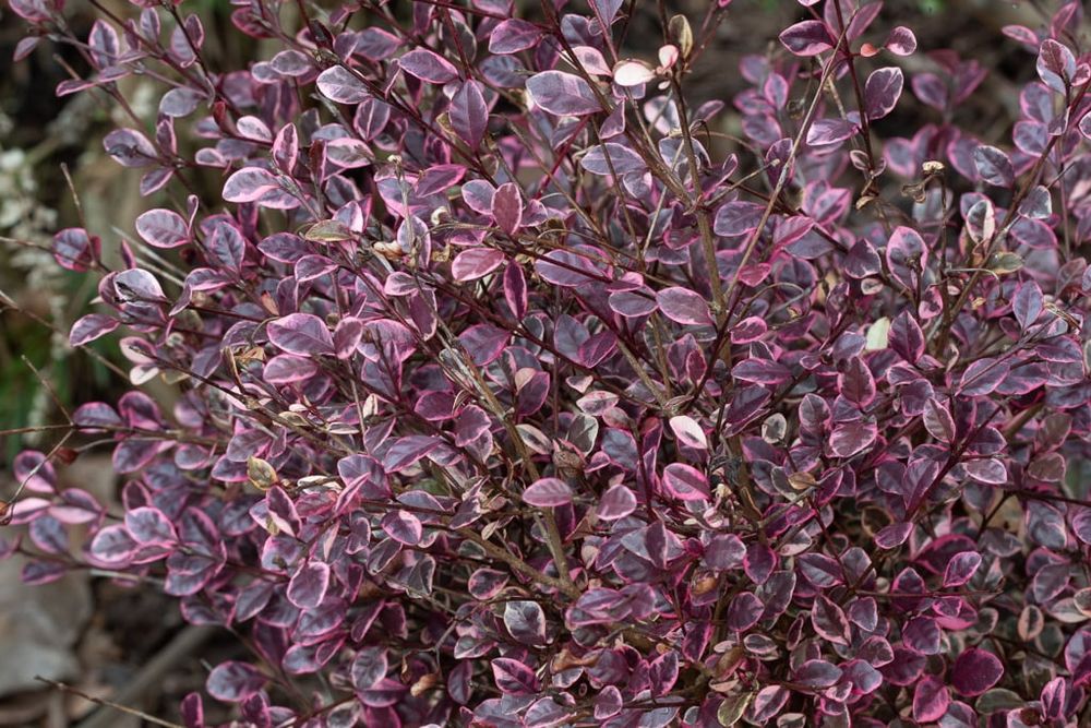 Магически Дракон