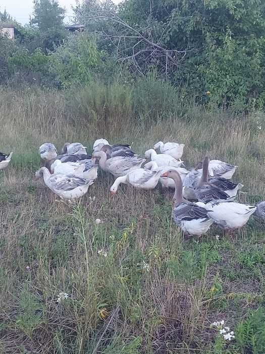 Продам гусей домашних