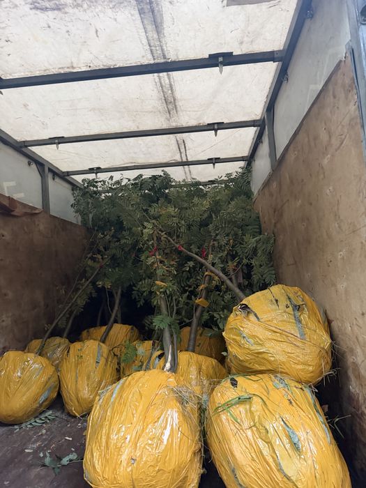 Саженцы продажа сеянцы