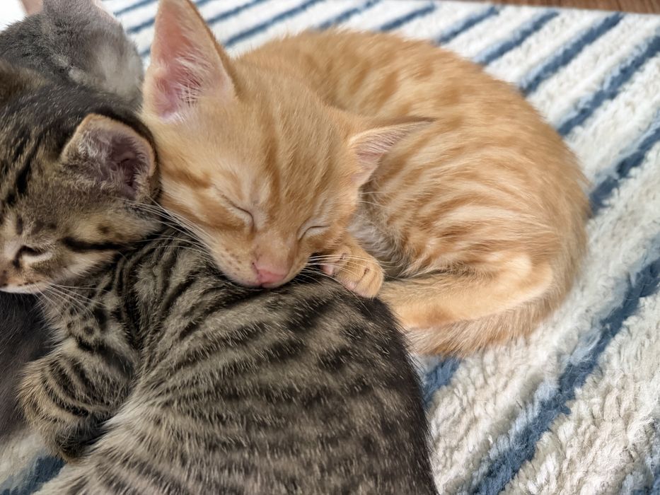 Отдам котят в хоршие руки