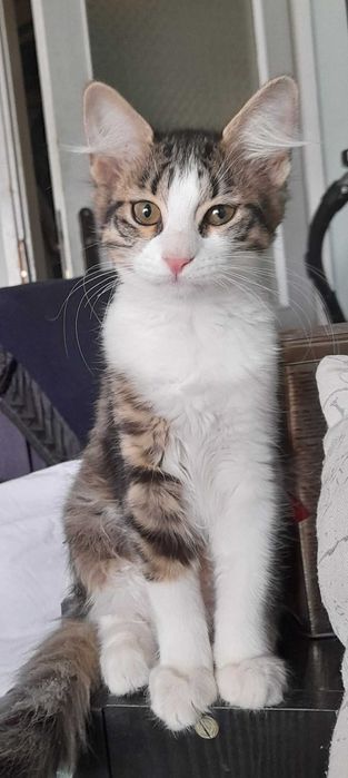 Подарявам  2 котенца