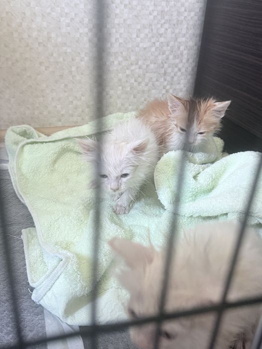 Отдам Котят в хорошие руки