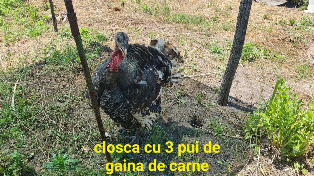 Curca closca cu 3 pui de gaina.