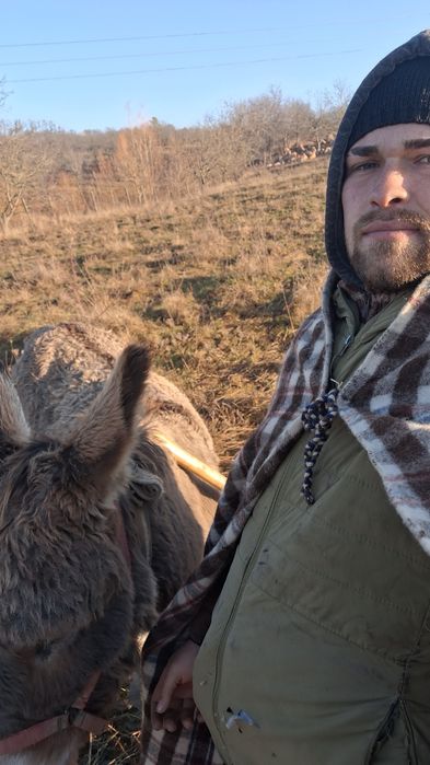 Vând un  armăsar de magar de 5 ani