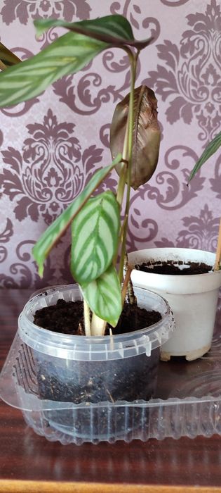 Ктенанта, Калитея, спатифиллум.