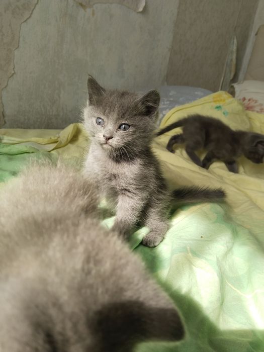 Продам котят помесь шотландского