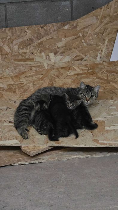 Отдам котят в добрые руки