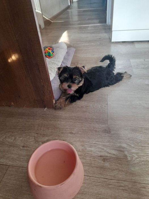 Продаются щенки йоркширского терьера