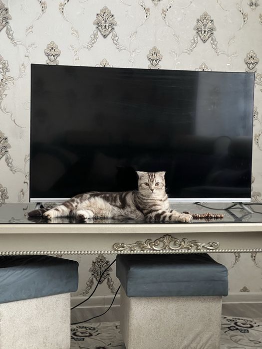 Mushuk Shatlanskiy Skotch zoti tozza