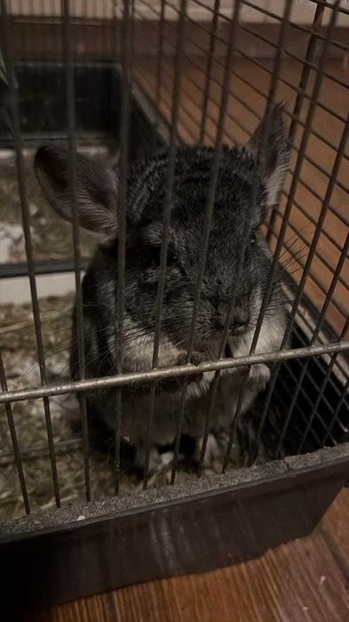 Chinchilla sinsila cincila