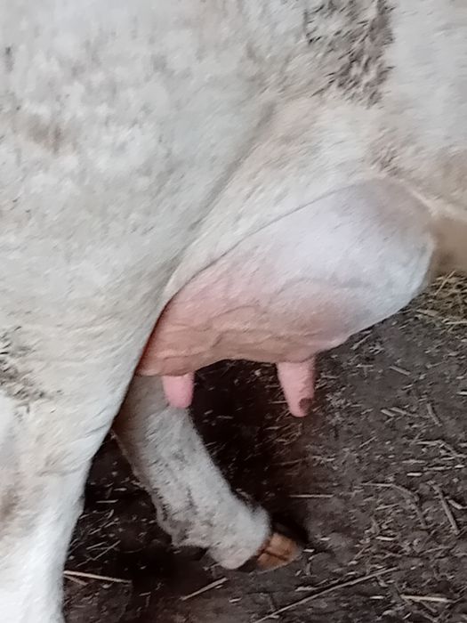 Vand vaca buna de lapte cu vitea