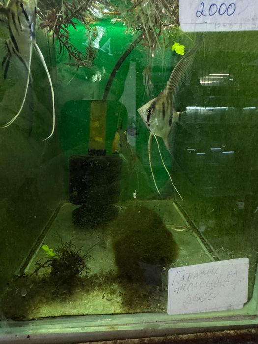 Аквариумные рыбки