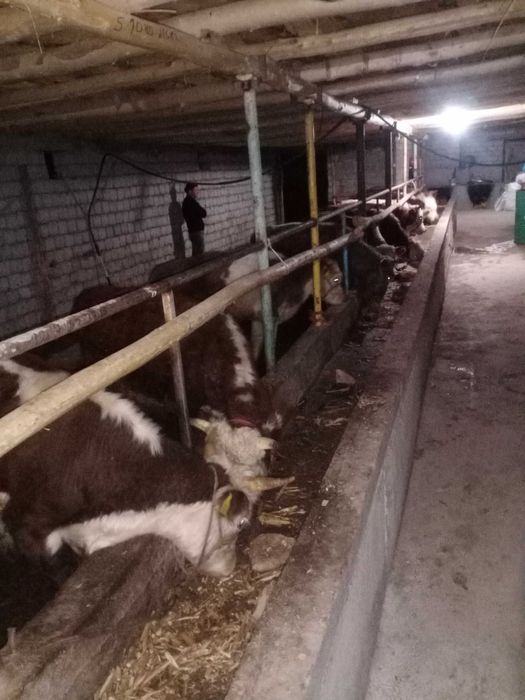 НОВЫЙ ТАШКЕНТ!!! Продается! Дача, земля под цех, коттеджный городок