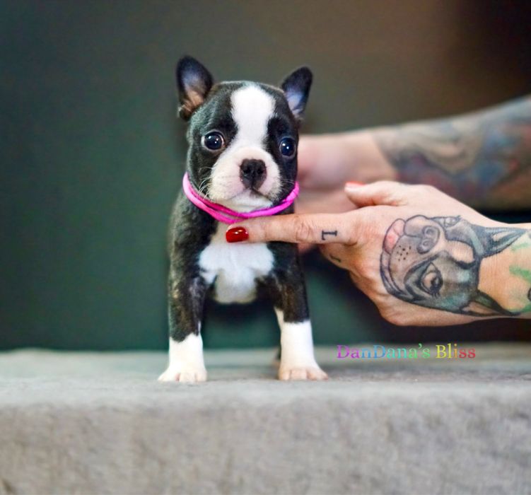 Boston Terrier cu pedigree - fetita