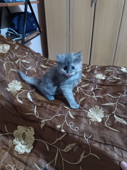 Котята трехцветные кошечки