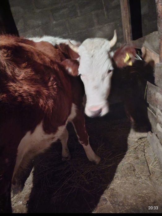 Продам карову молочную