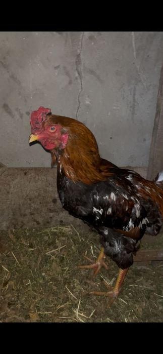 Породысты петушок Продаётся