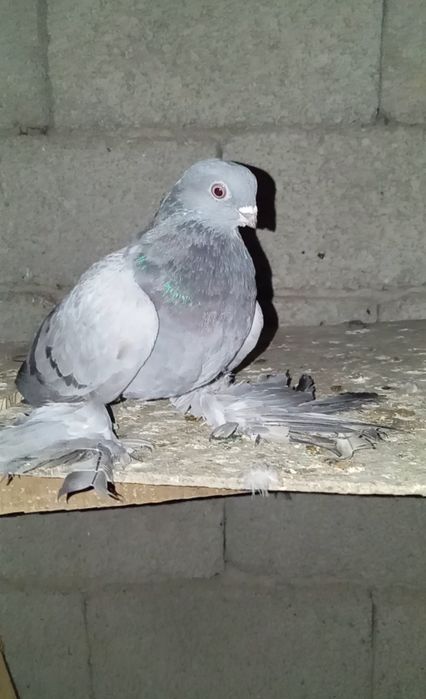 Голуби животные птицы