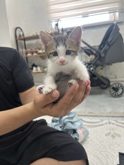 Отдам в добрые руки котят.
