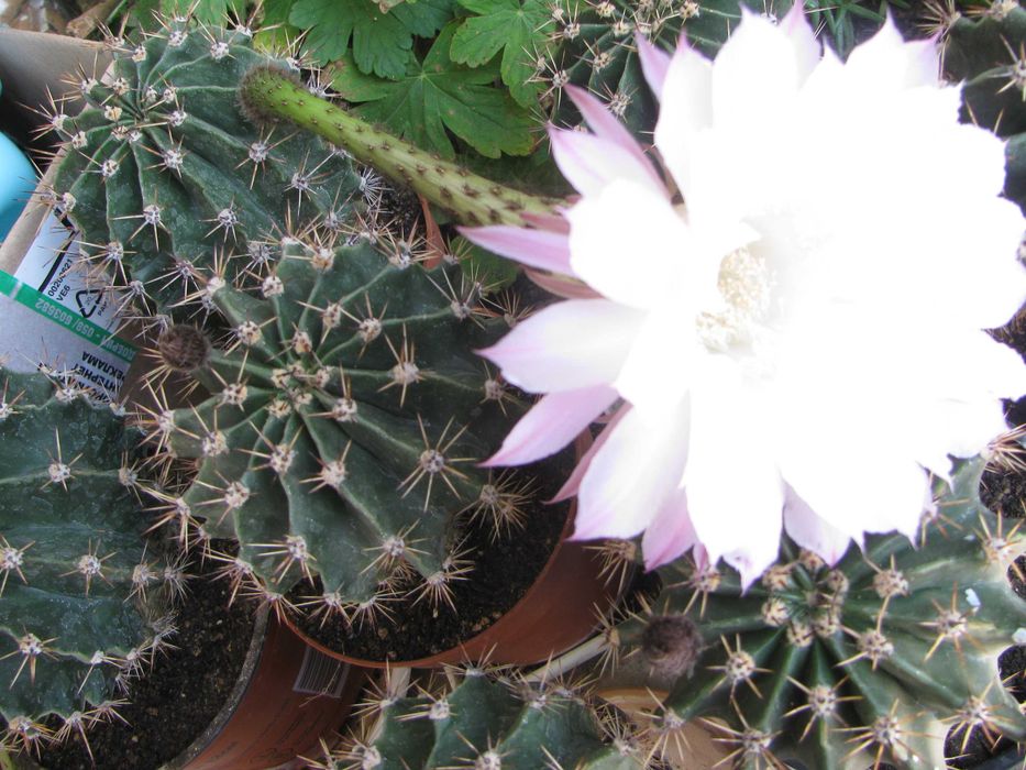 Кактус   Ехинопсис  /  Echinopsis