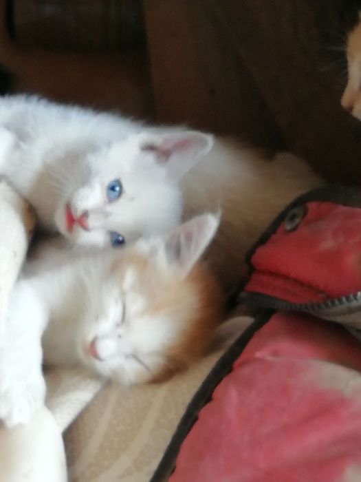 Котята бесплатно
