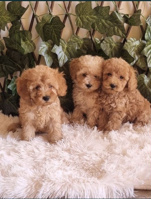 Той Пудел Toy Poodle